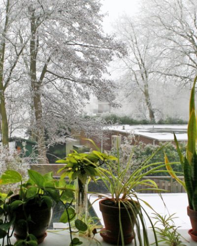 Green inside; frosted and white outside