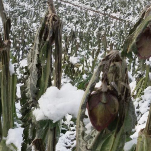 danni-neve-freddo-gelo-agricoltura-carciofi-1080x675
