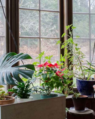 houseplants-dining-room-1024x660